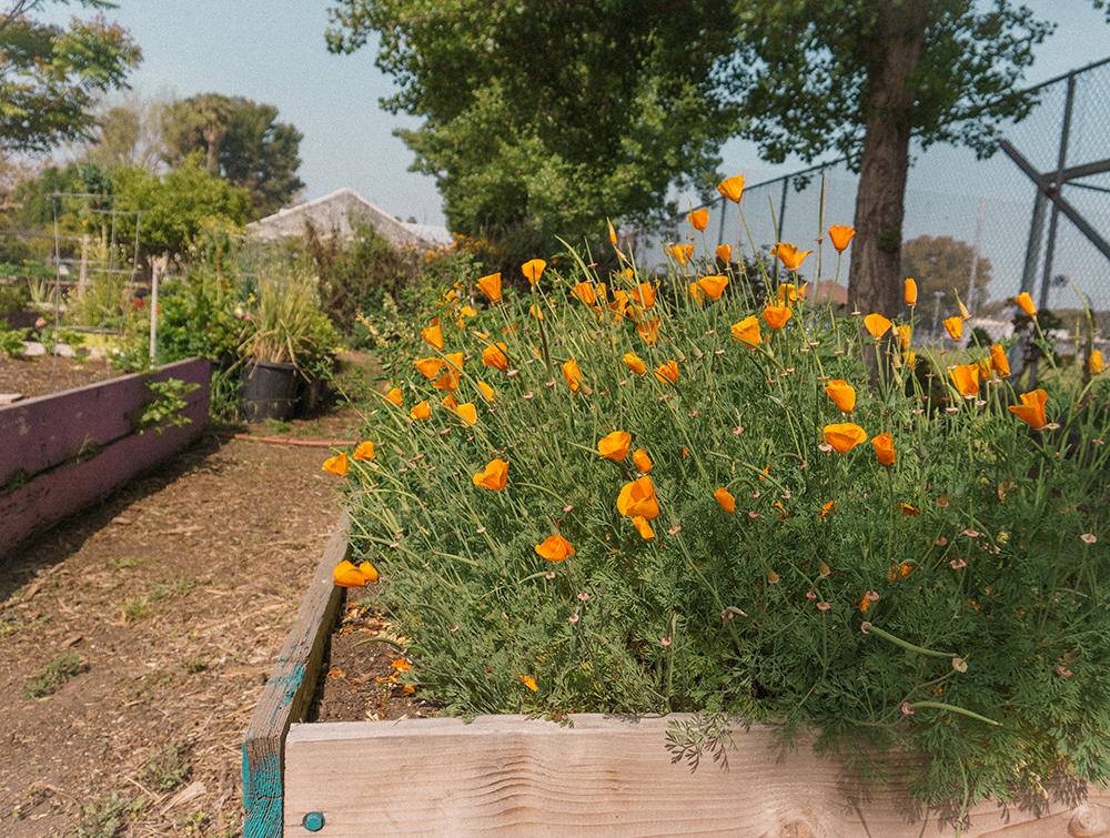 An urban garden close up of orange flowers and green grass on a beautiful, warm sunny day. There are many other garden plots behind it and on the left in the background. 