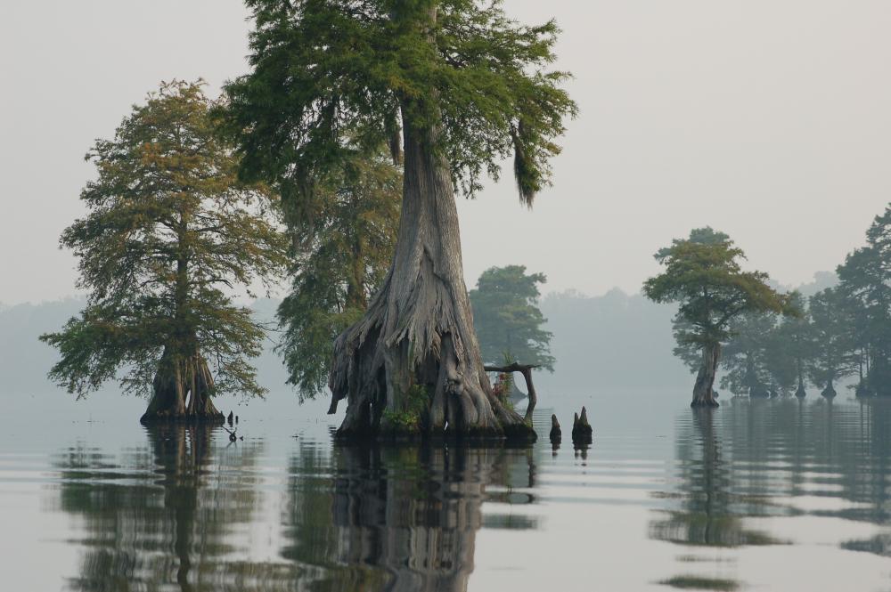 Bald cypress trees rising out of the waters of Lake Drummond at Great Dismal Swamp National Wildlife Refuge, Virginia