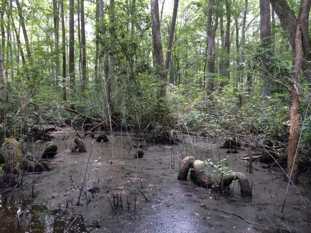 Mud and peatland beneath the roots of trees in the Great Dismal Swamp, Virginia