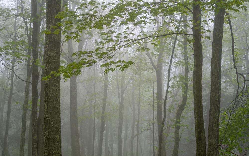 Tree trunks and branches stretching into the foggy distance