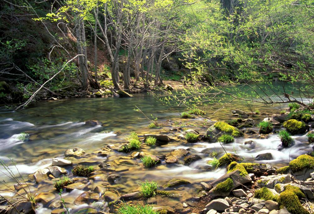 Water flows over mossy rocks and green plants next to tree-lined river bank