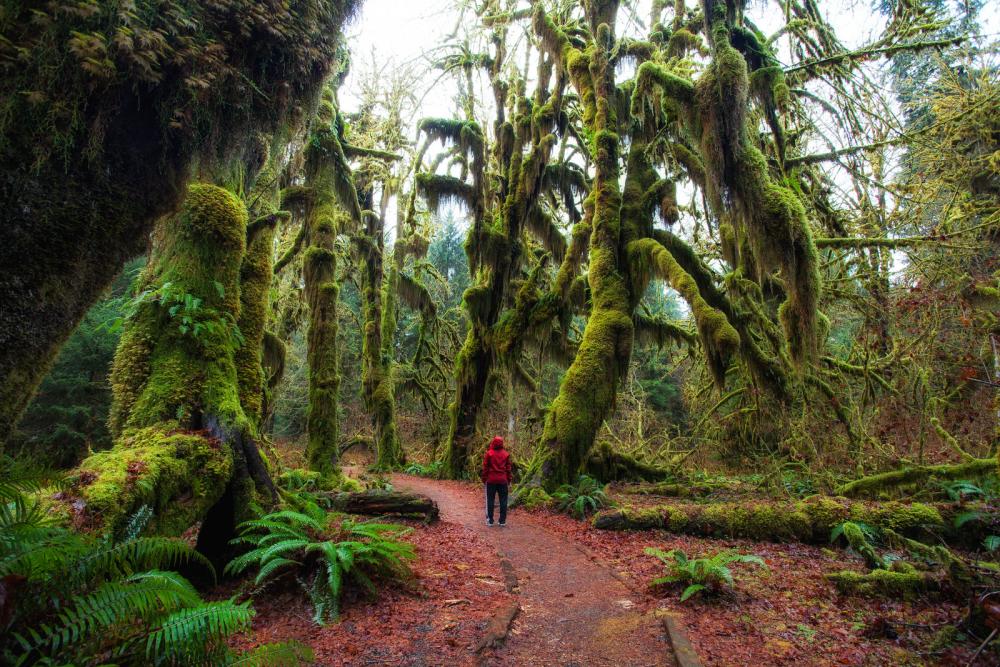 Olympic National Forest, WA