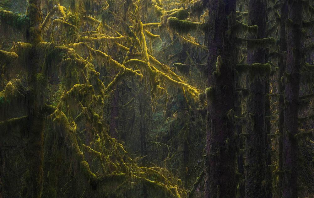 Mossy trees in a dense forest, Washington