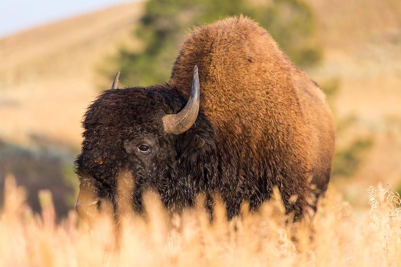bison on grassland