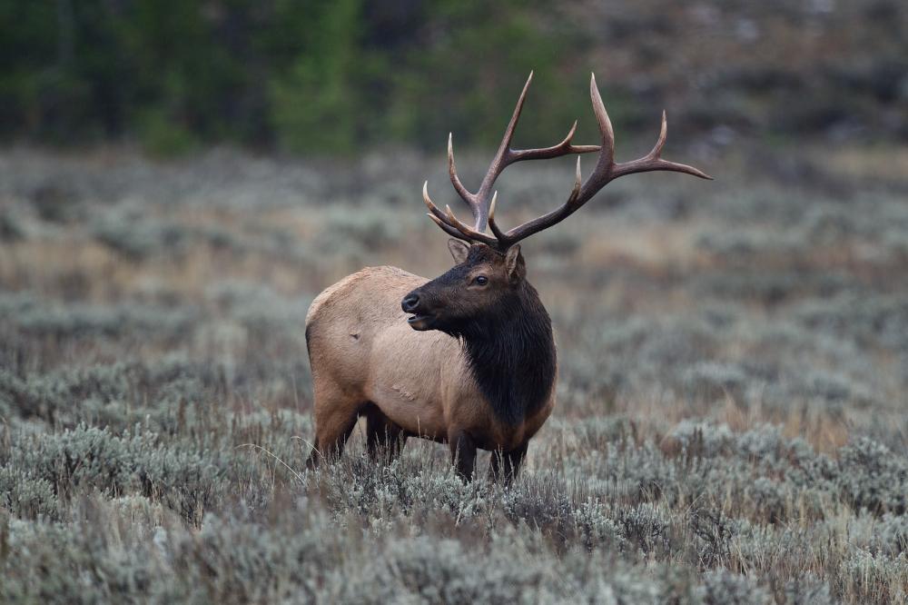 Elk in Grand Teton National Park, WY