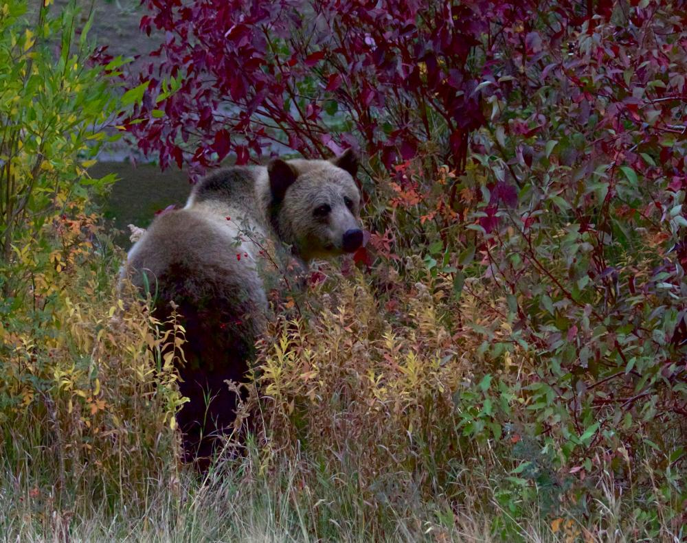 Grizzly bear looking back over its shoulder toward viewer, walking through tall grass and foliage that is beginning to change color for the fall