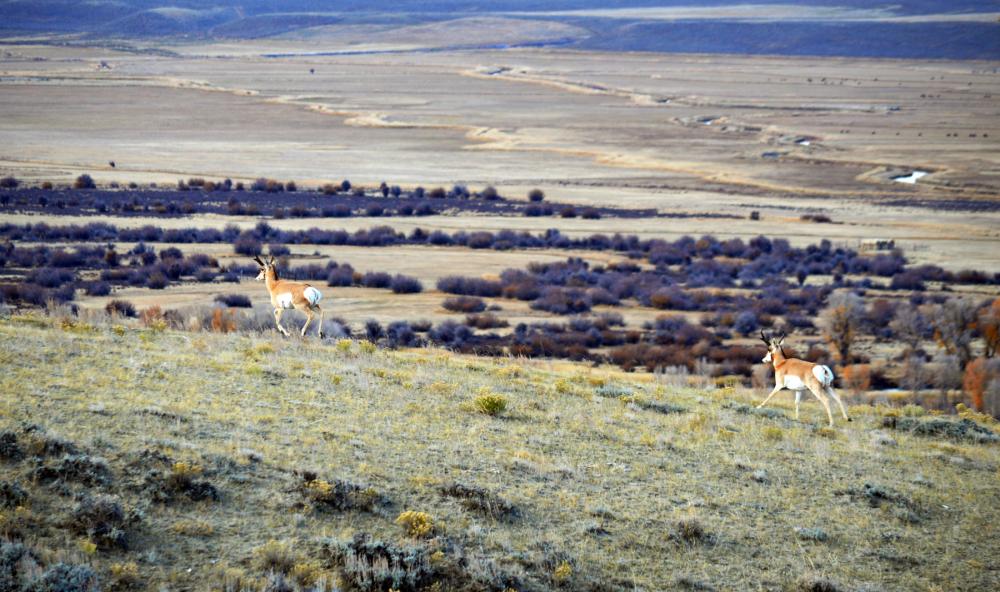 Two pronghorn antelope running on a hilltop with sagebrush and a river visible in the background