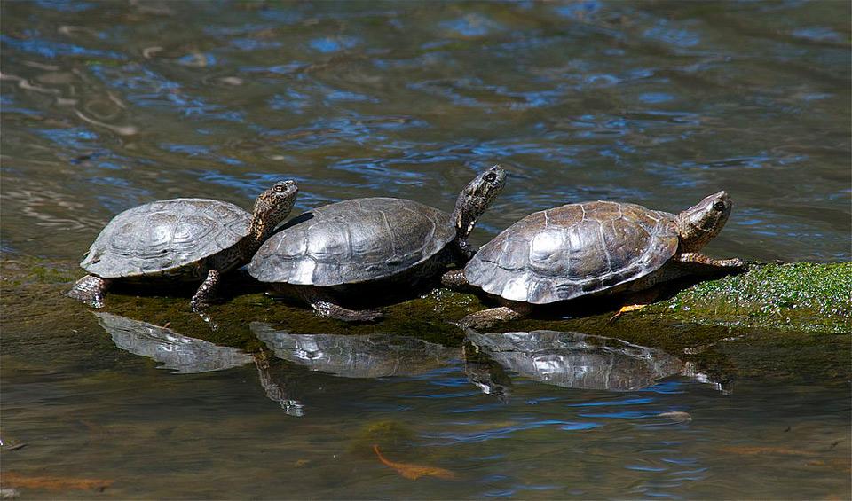 Western Pond Turtle