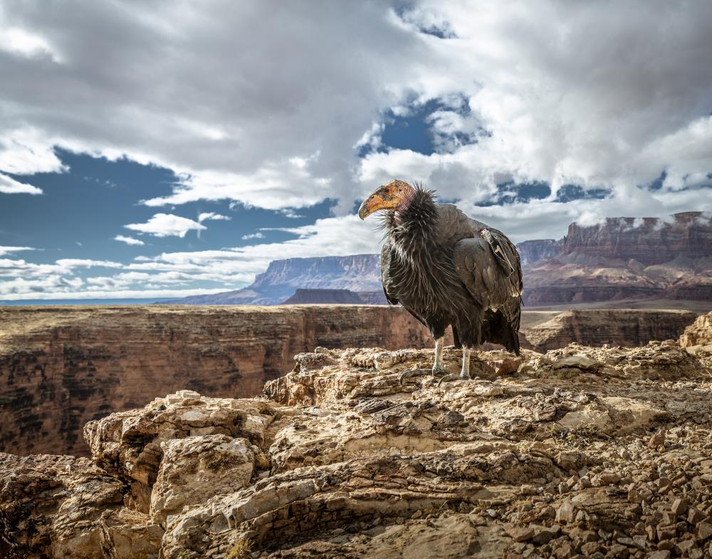 A california condor at the edge of Marble Canyon with the Vermilion Cliffs in the background. 