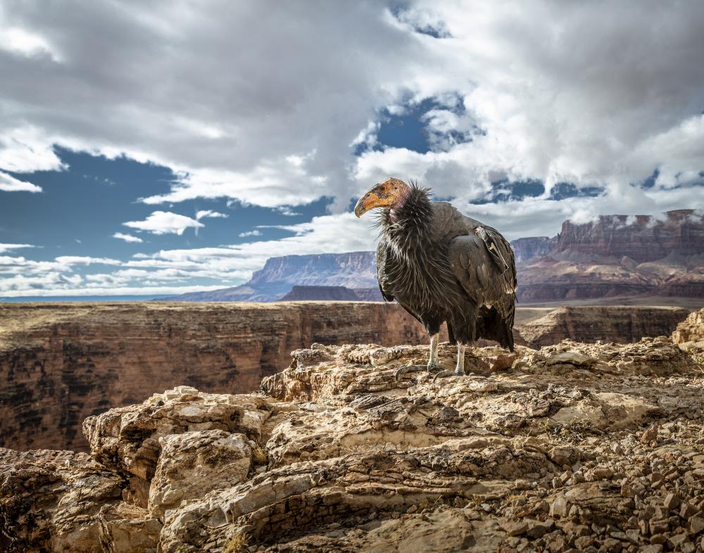 A california condor at the edge of Marble Canyon with the Vermilion Cliffs in the background.