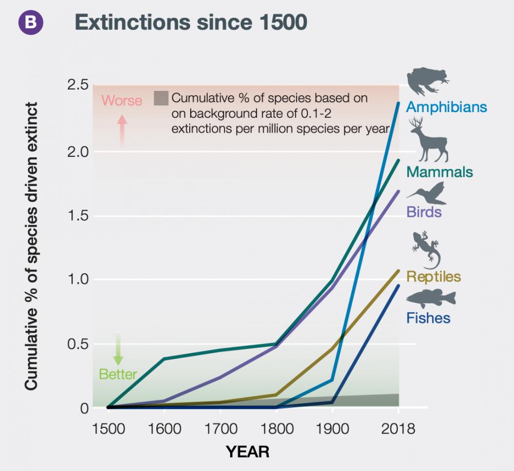 Line graph showing extinctions since 1500 among amphibians, mammals, birds, reptiles and fish, illustrating a cumulative percentage increase in extinctions per million species in recent years