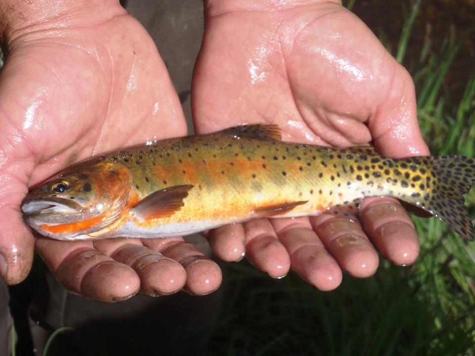 Cutthroat Trout