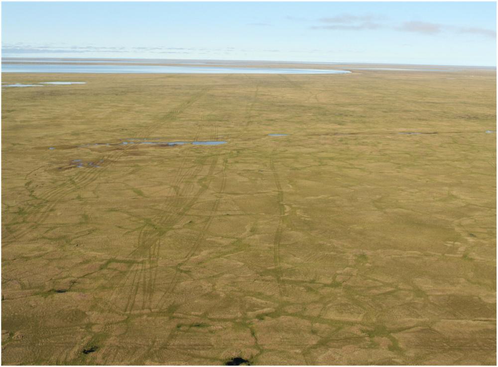 scars of trucks on tundra