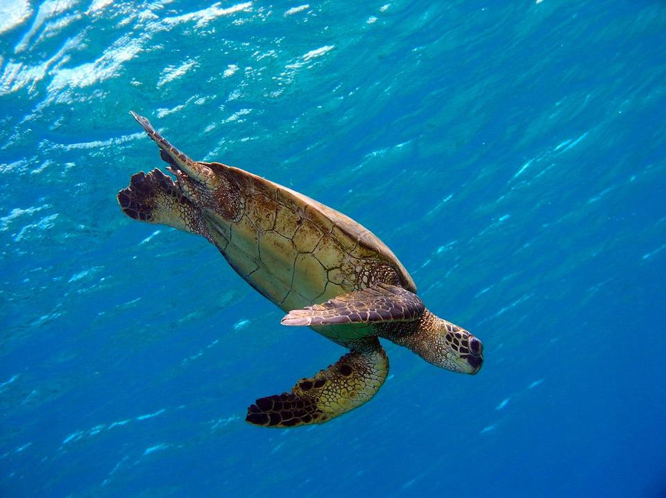 Green Sea Turtle 