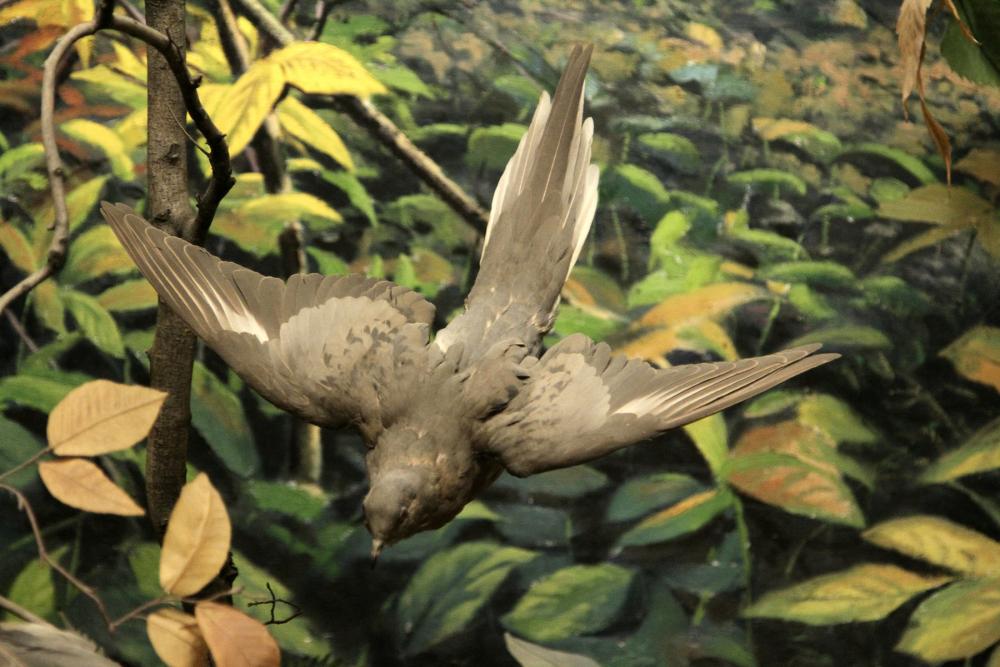 Mounted bird against printed background of green foliage