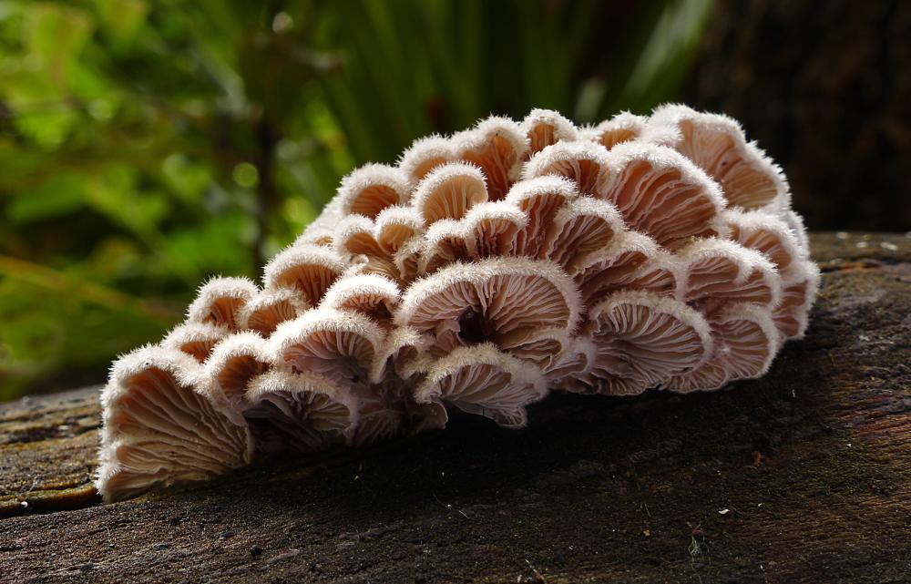 a white, fan-shaped mushroom on a log