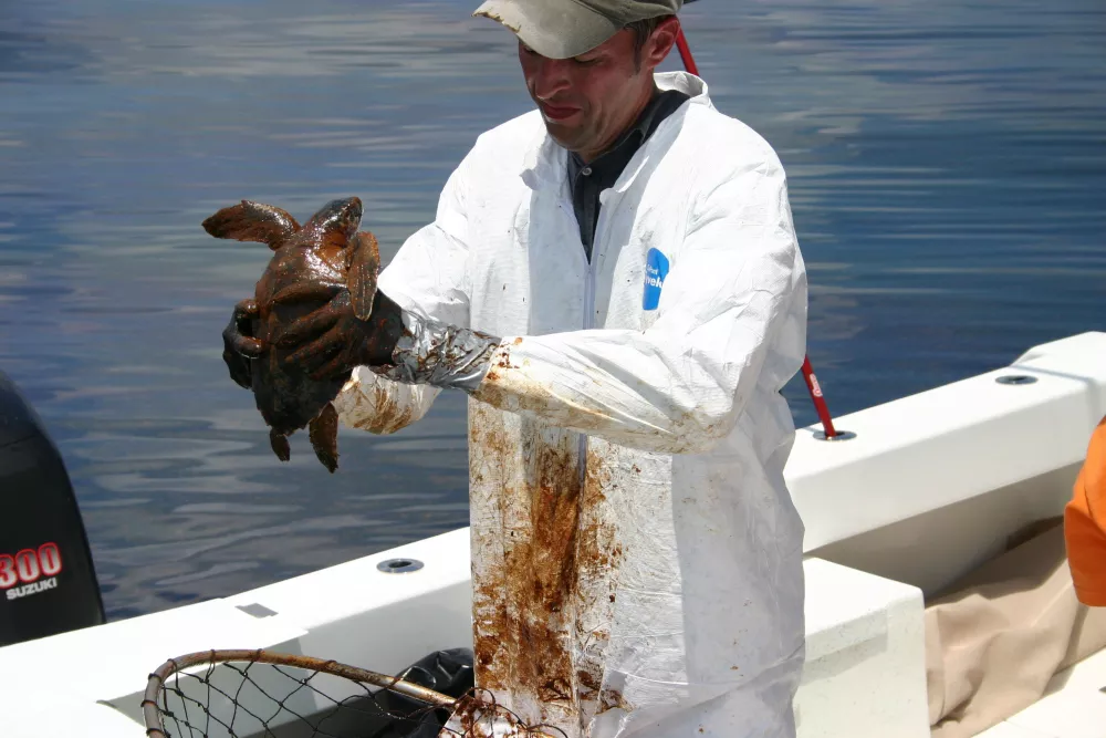 Turtle rescue