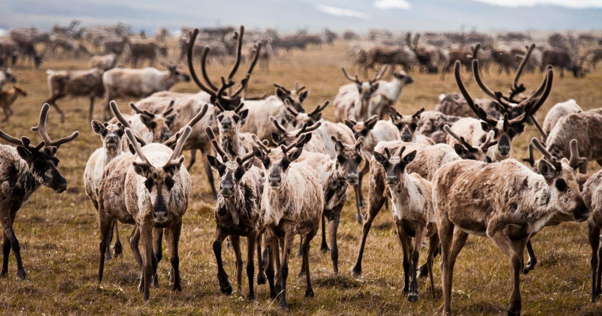 13 Animals That Depend On Wildlife Refuges To Survive The