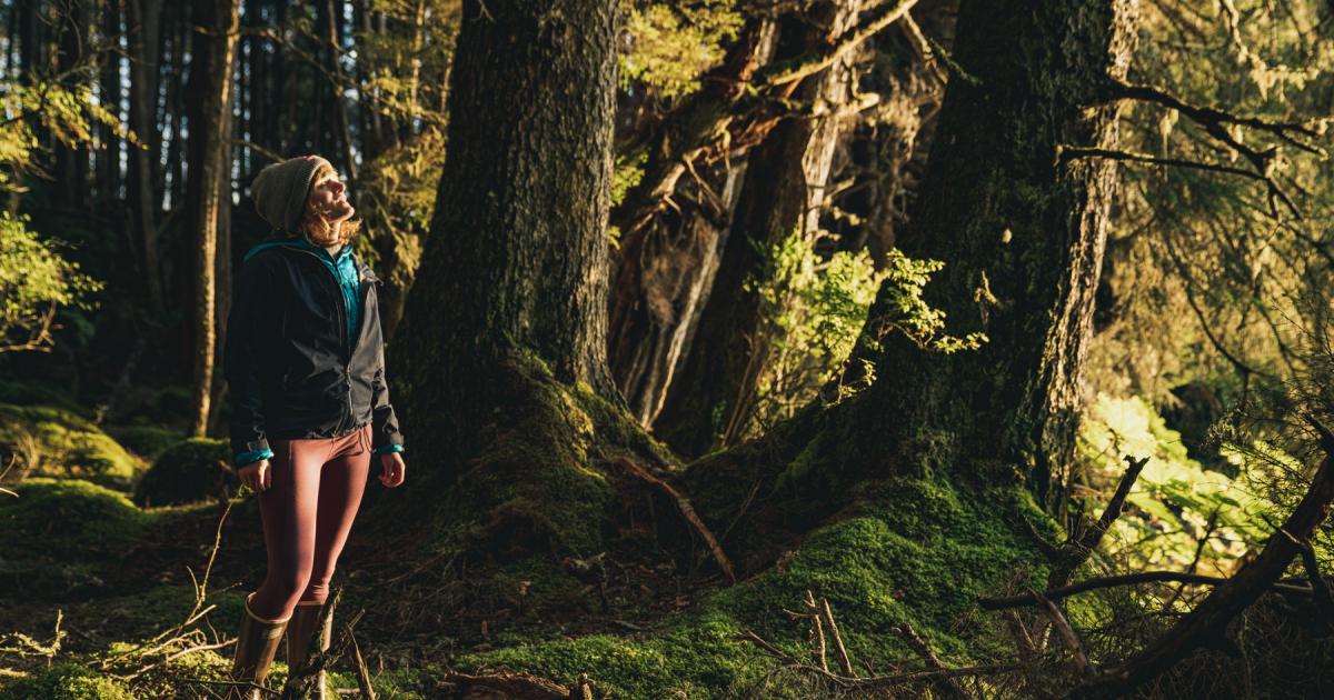 By the numbers: Why this ancient rainforest is an important climate solution - Vimarsana News