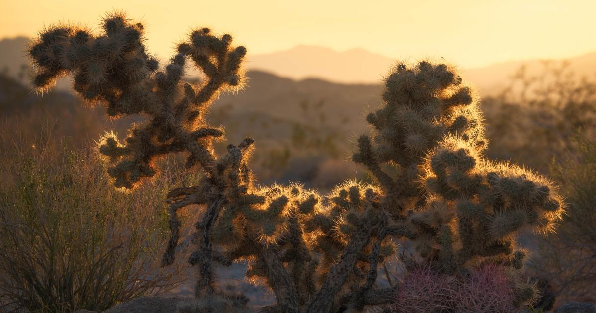 California Desert Protection Act The Wilderness Society