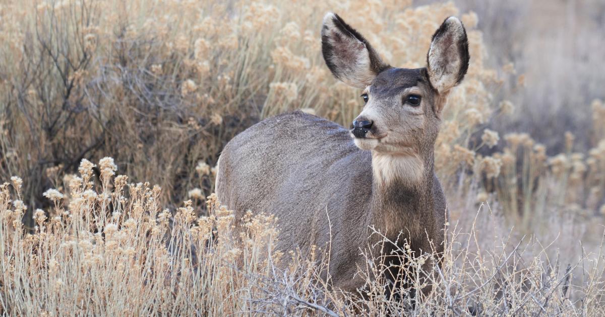Big Game Migrations, Habitat May Benefit with Draft Colorado Plan | The ...