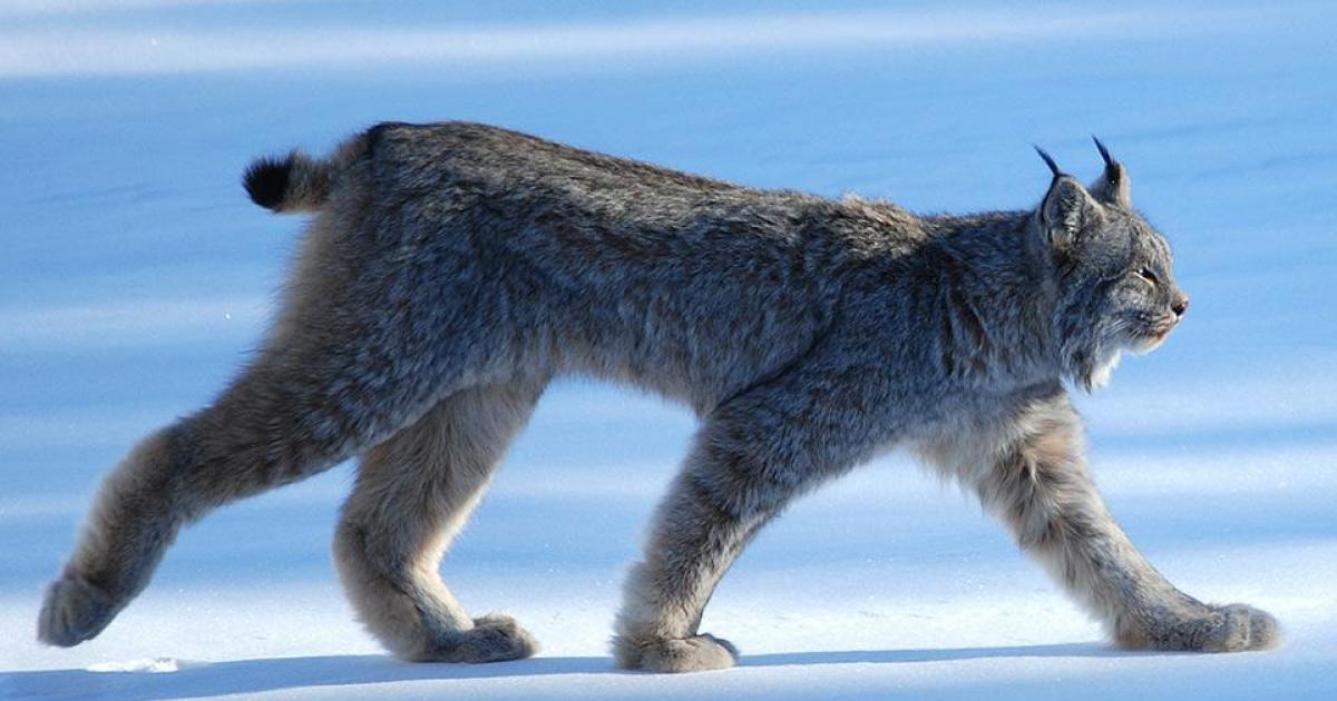 Wildfires have drastically reduced lynx habitat in Washington state