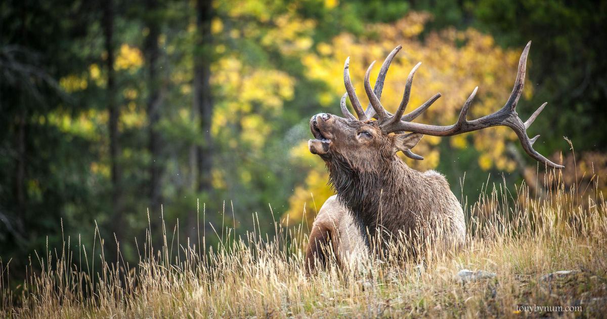 12 iconic American animals for National Wildlife Refuge Week | The  Wilderness Society