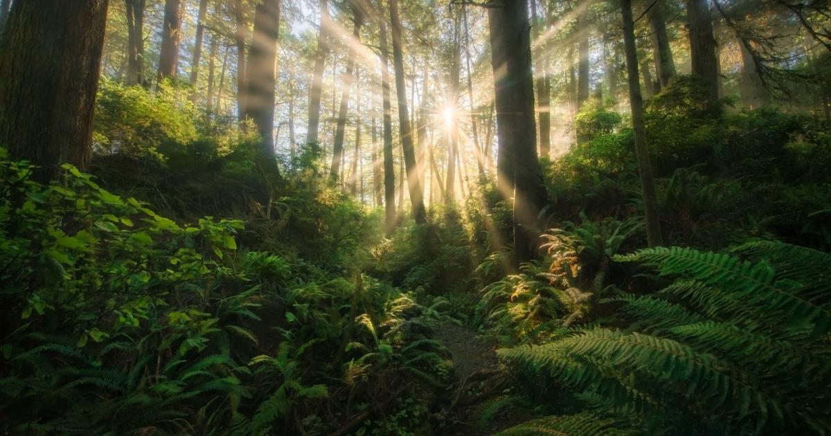 Hidden treasures: America's rainforests