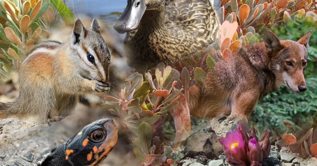 What is the extinction crisis? 5 key facts | The Wilderness Society