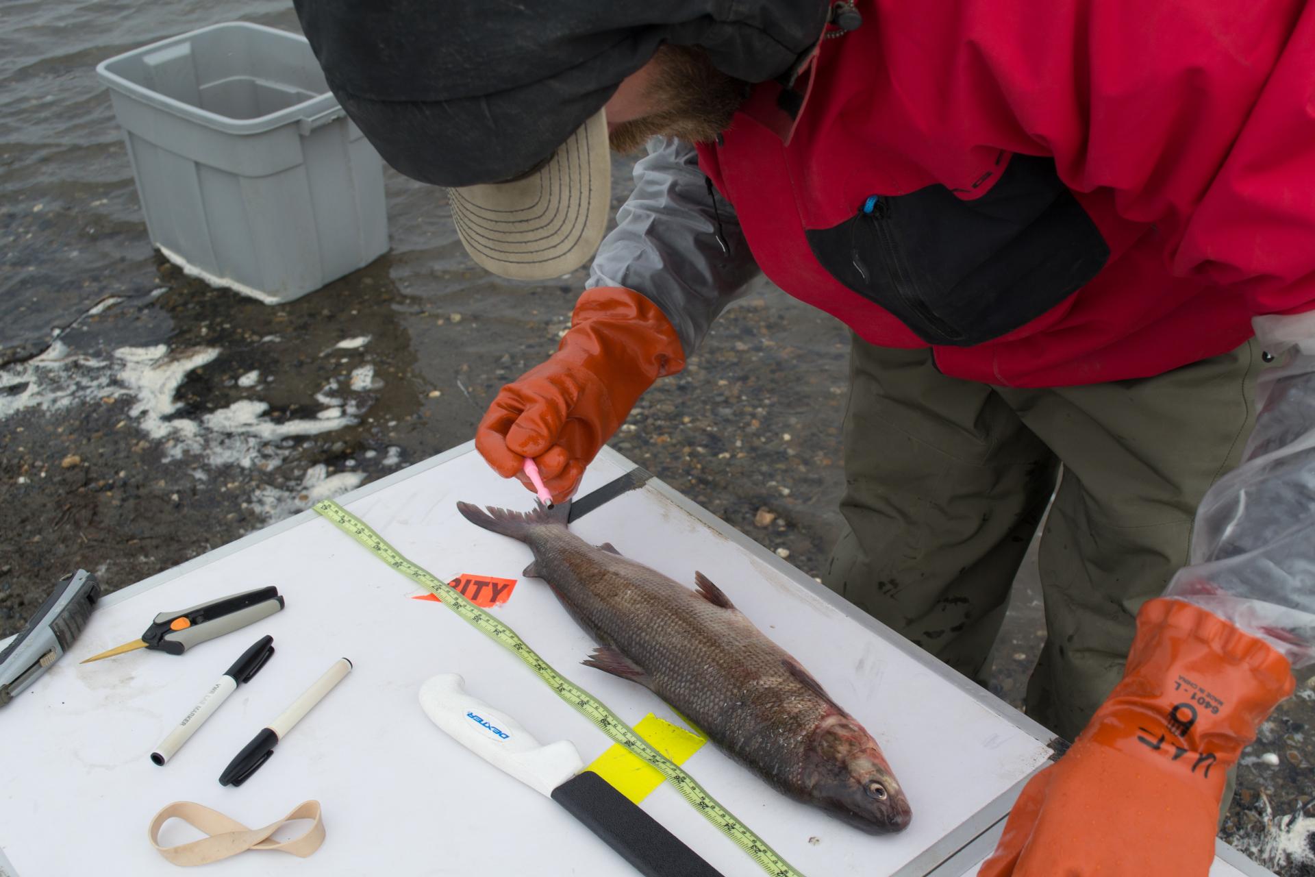 whitefish assessment in collville river