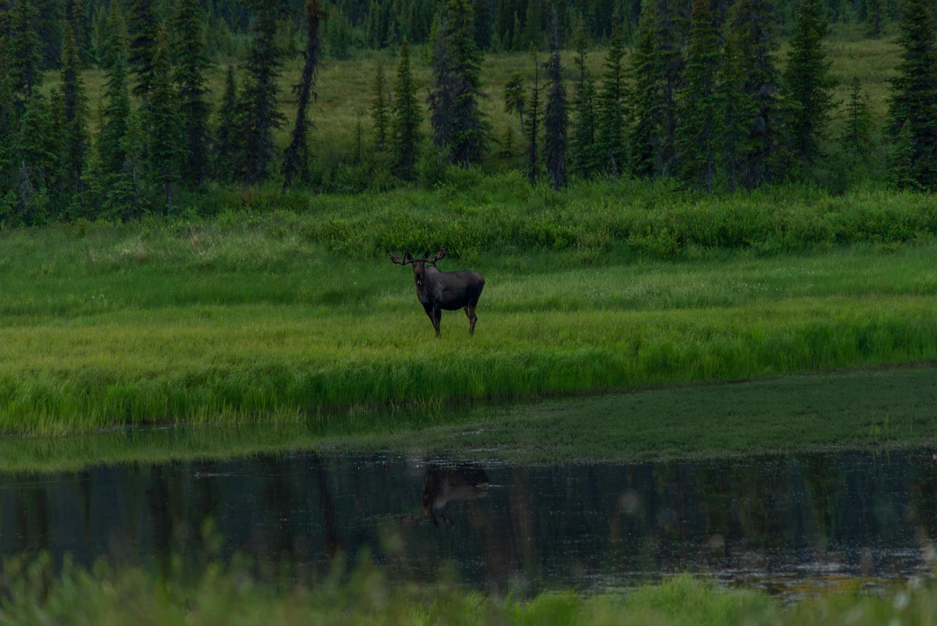Bull moose standing in the middle of a lush, green field