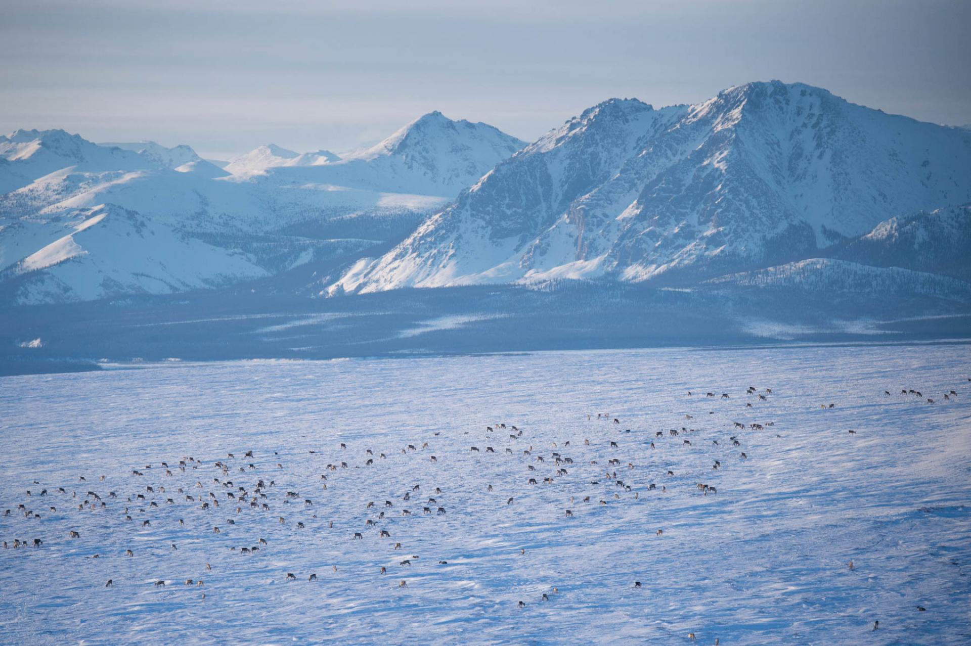 Arctic National Wildlife Refuge.