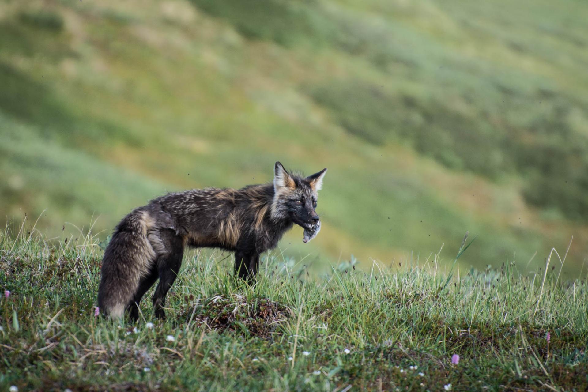 Arctic fox hunting in the Arctic National Wildlife Refuge, Alaska.