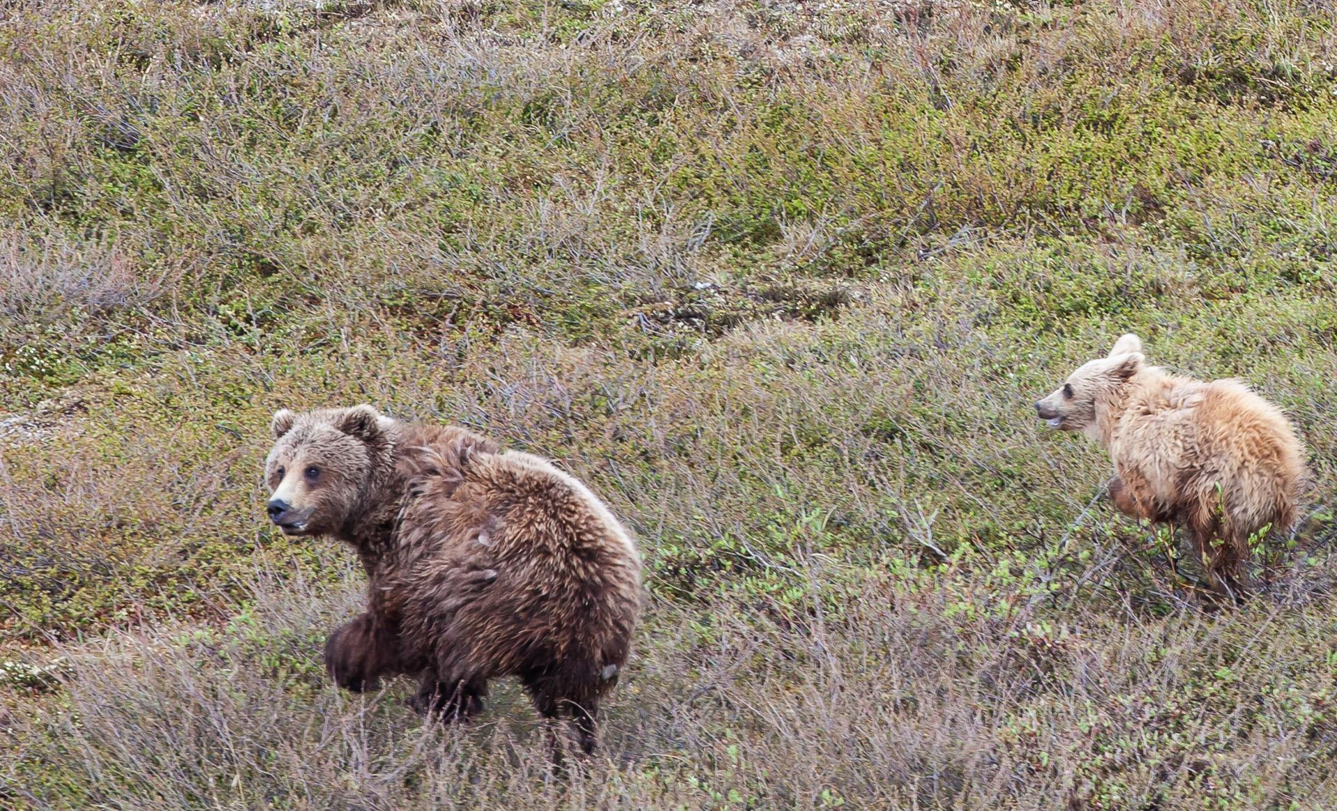 Grizzly bear and cub in Alaska.