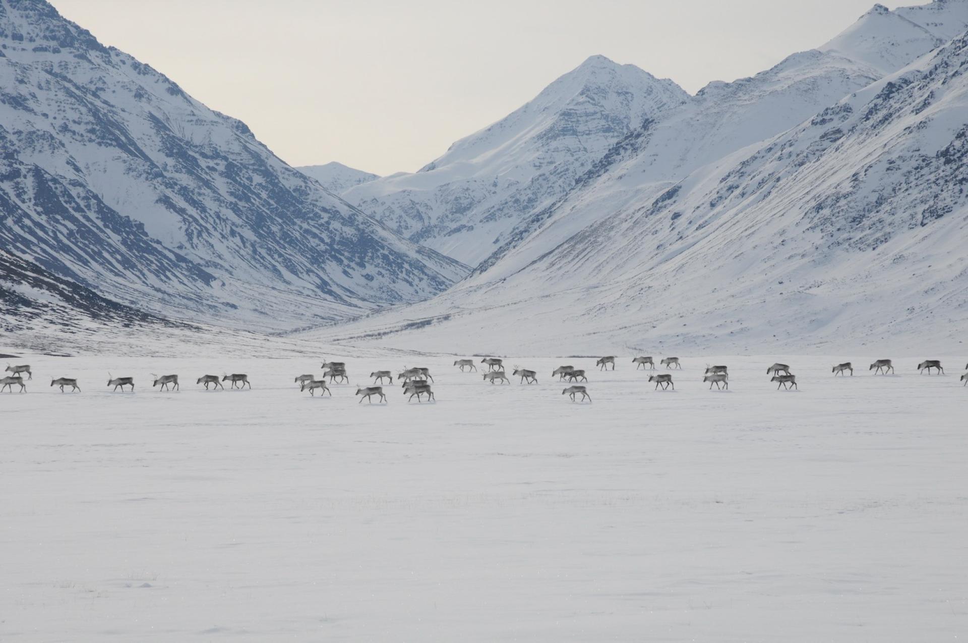 Caribou herd walking across a vast, snowy landscape with mountains in the background.