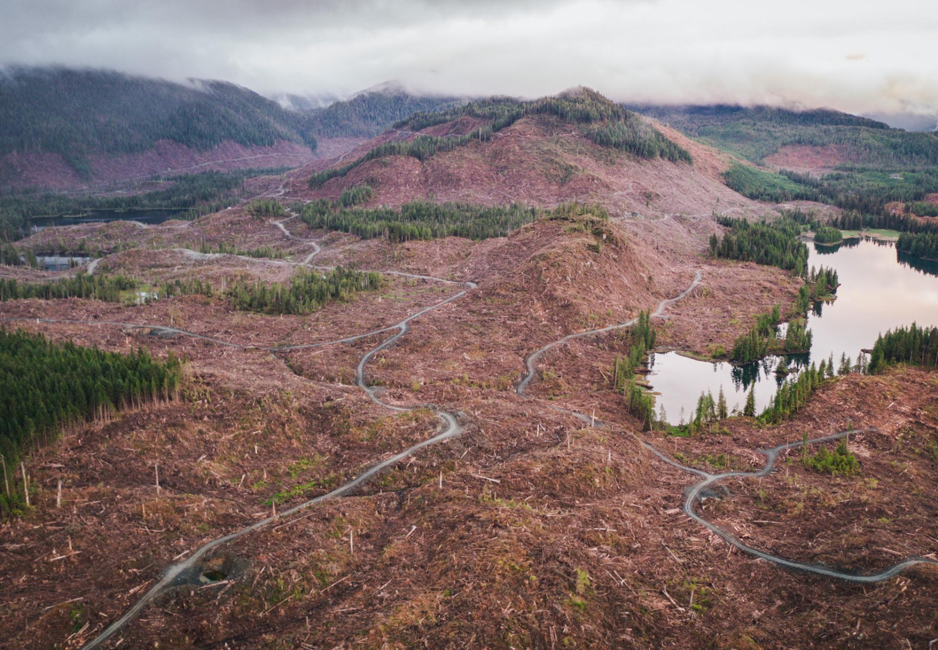 Aerial view of mountainous landscape with large patches of ground denuded of greenery and covered in brown logs, apparently recently cut