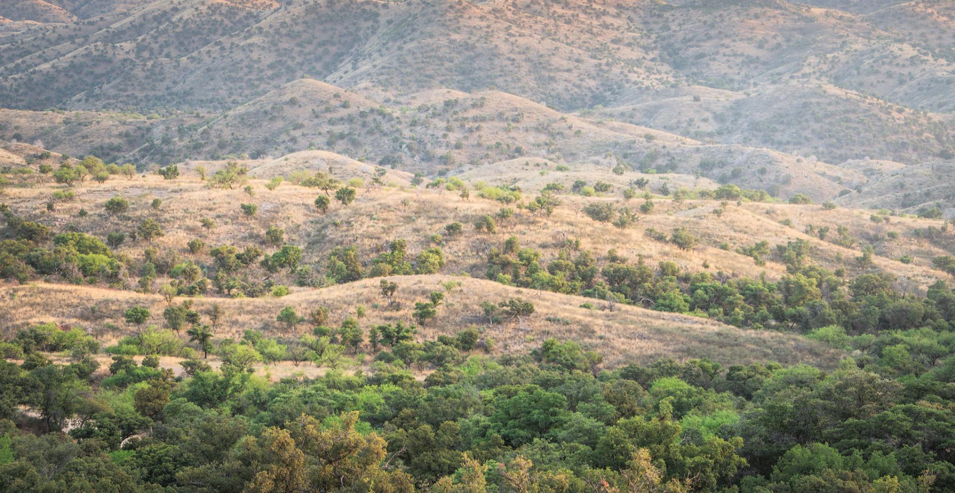 Coronado National Forest, Arizona.