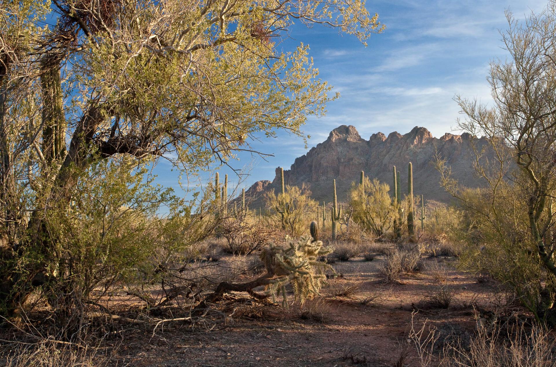 Ironwood Forest National Monument, Arizona.