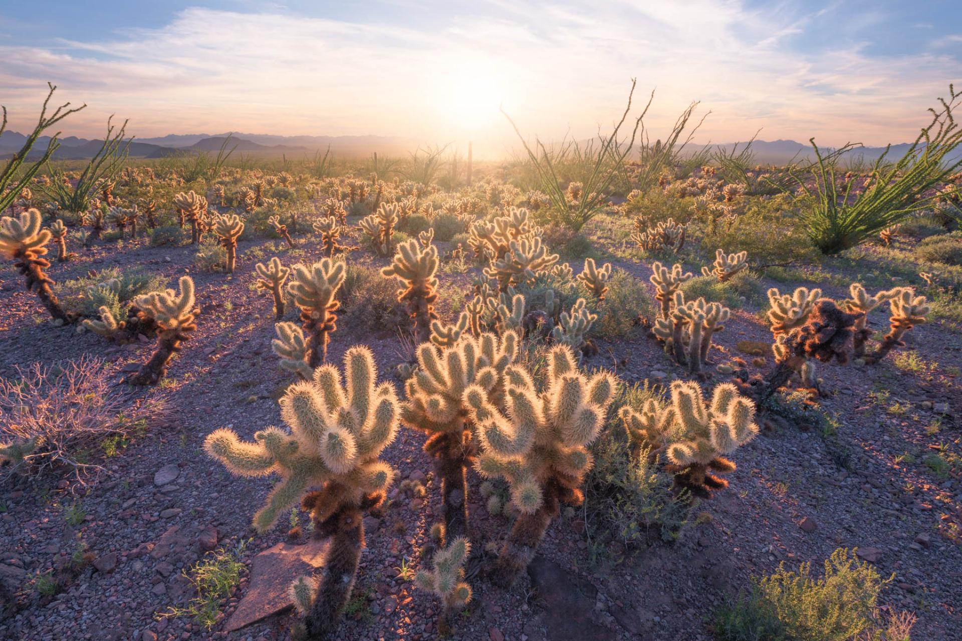 Kofa National Wildlife Refuge, Arizona.