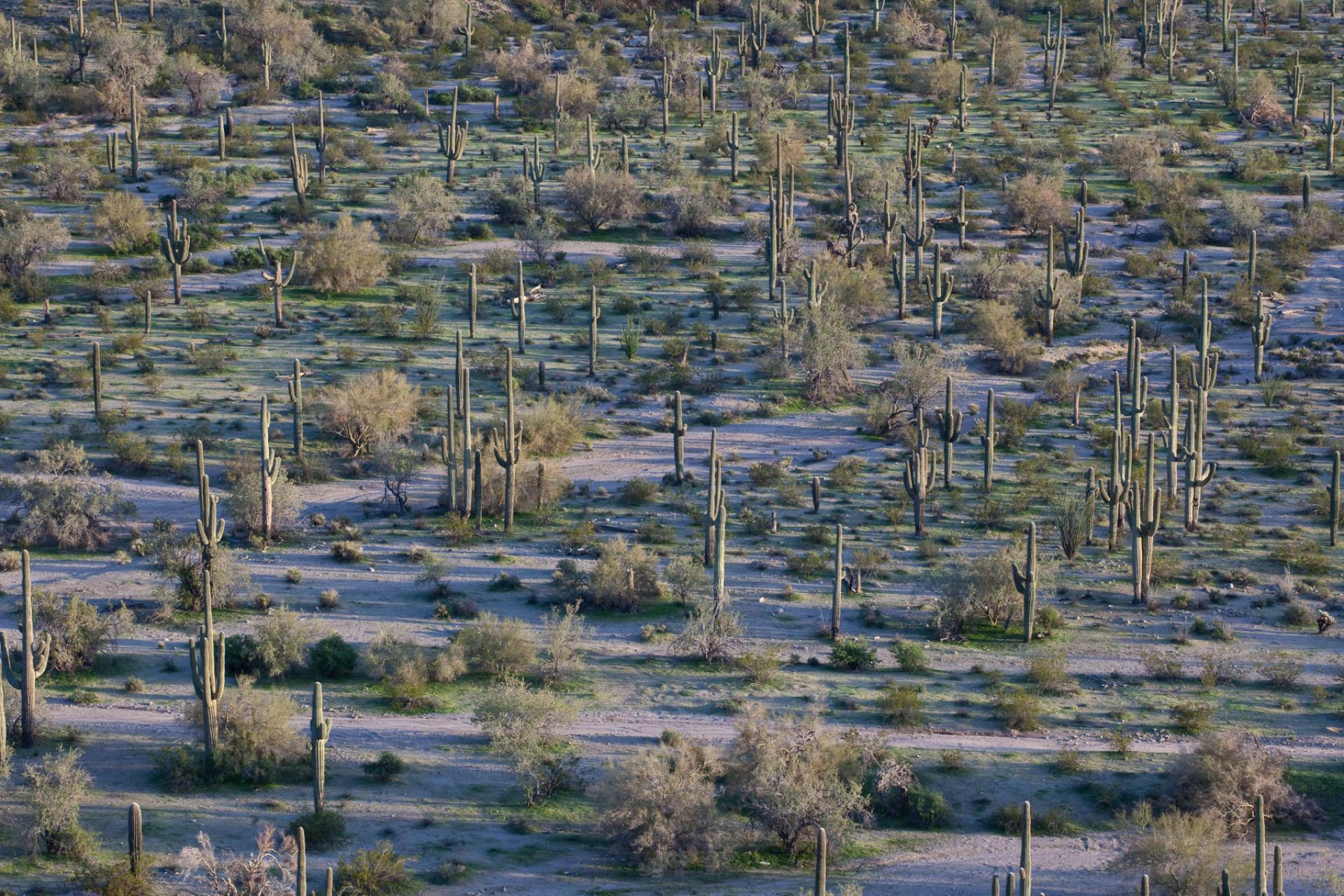 Sonoran Desert National Monument, Arizona.