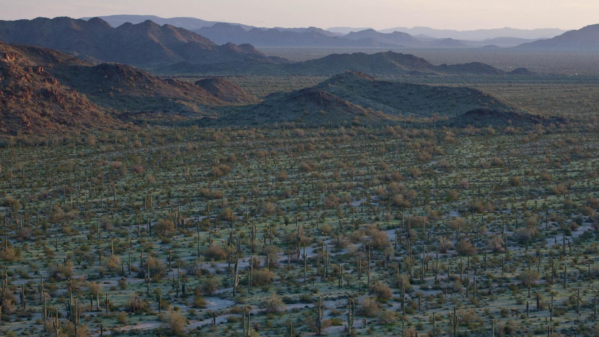 Sonoran Desert National Monument, Arizona.