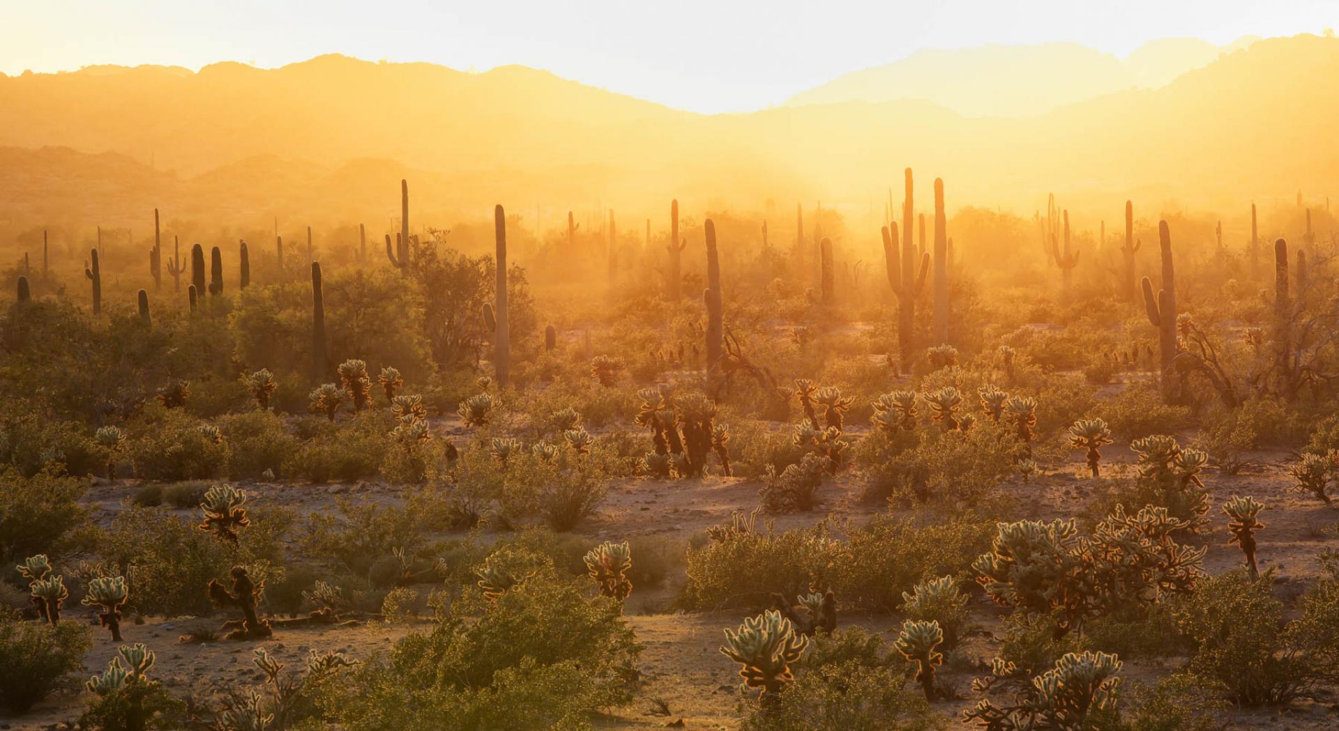 Sonoran Desert National Monument, Arizona.