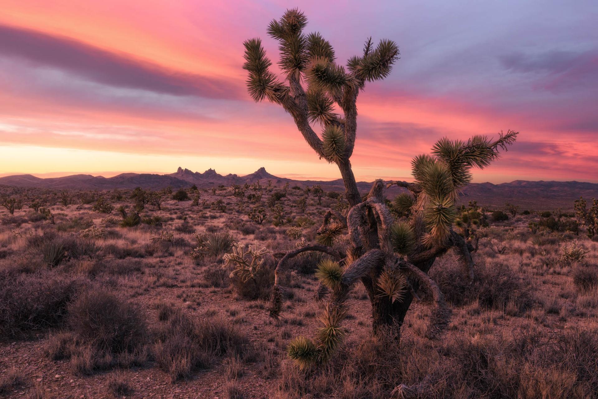 Castle Mountains National Monument, California.