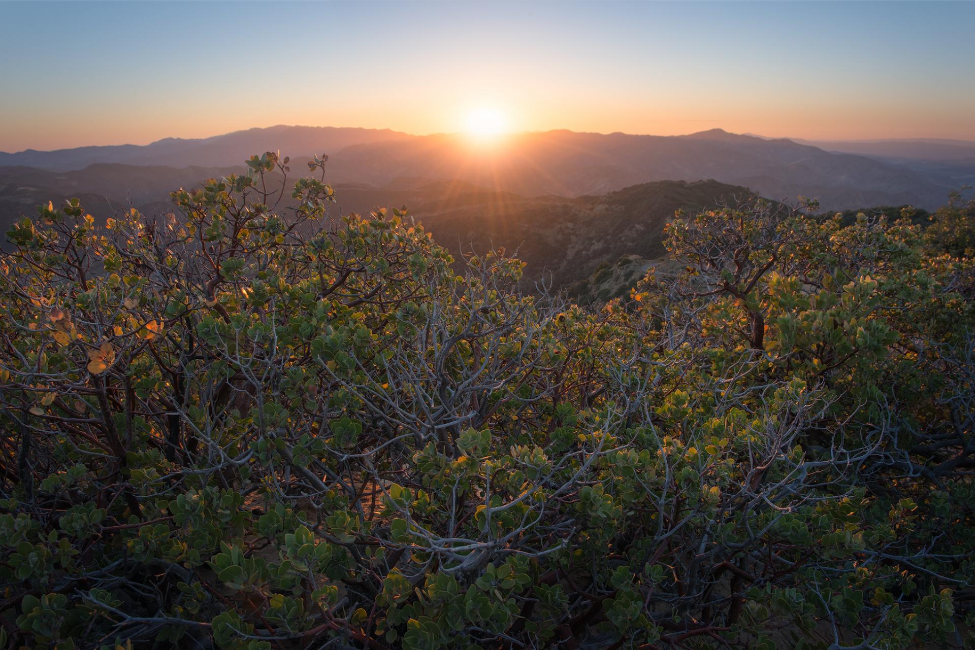 Los Padres National Forest, California.