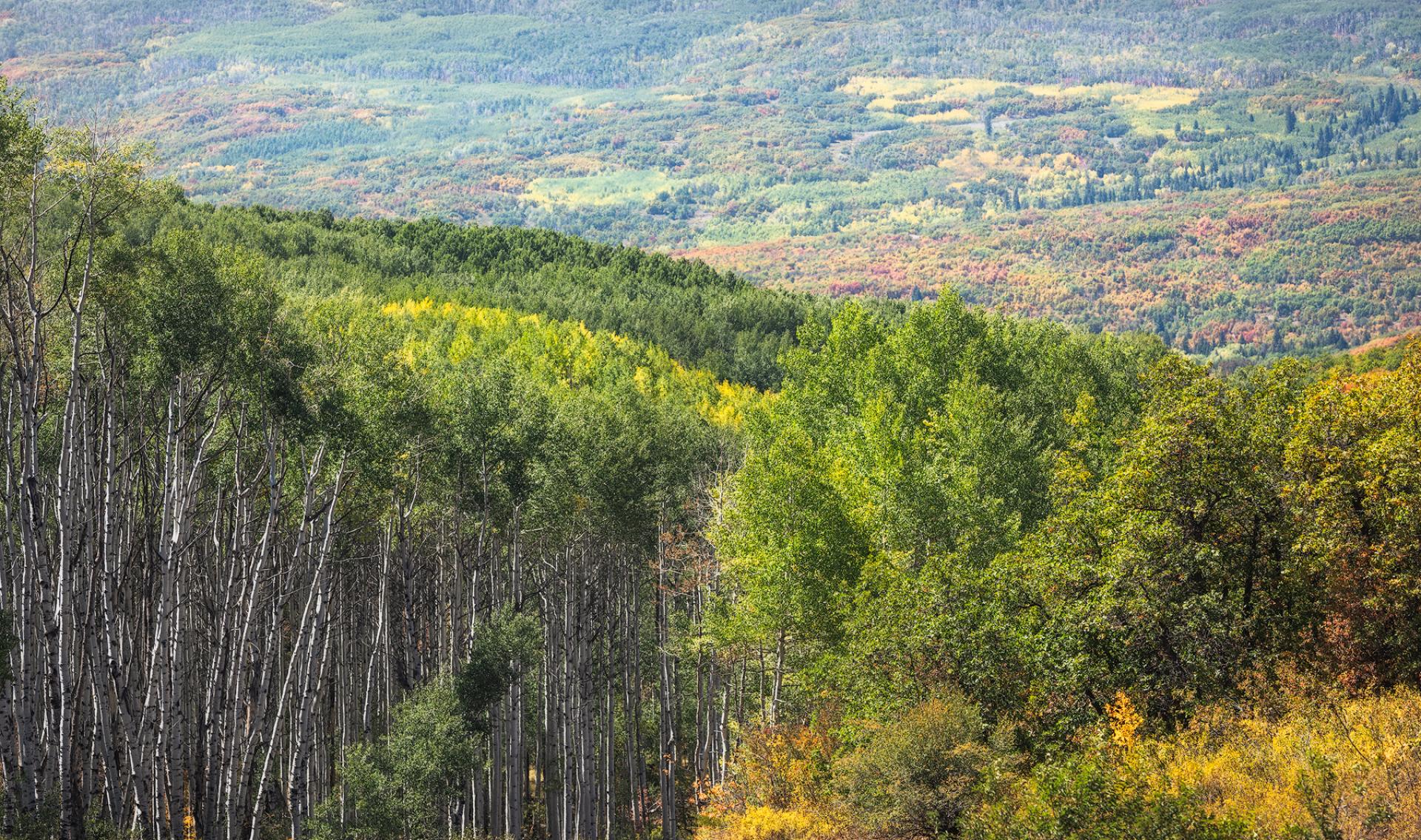 Hills and fall foliage in North Fork Valley, CO