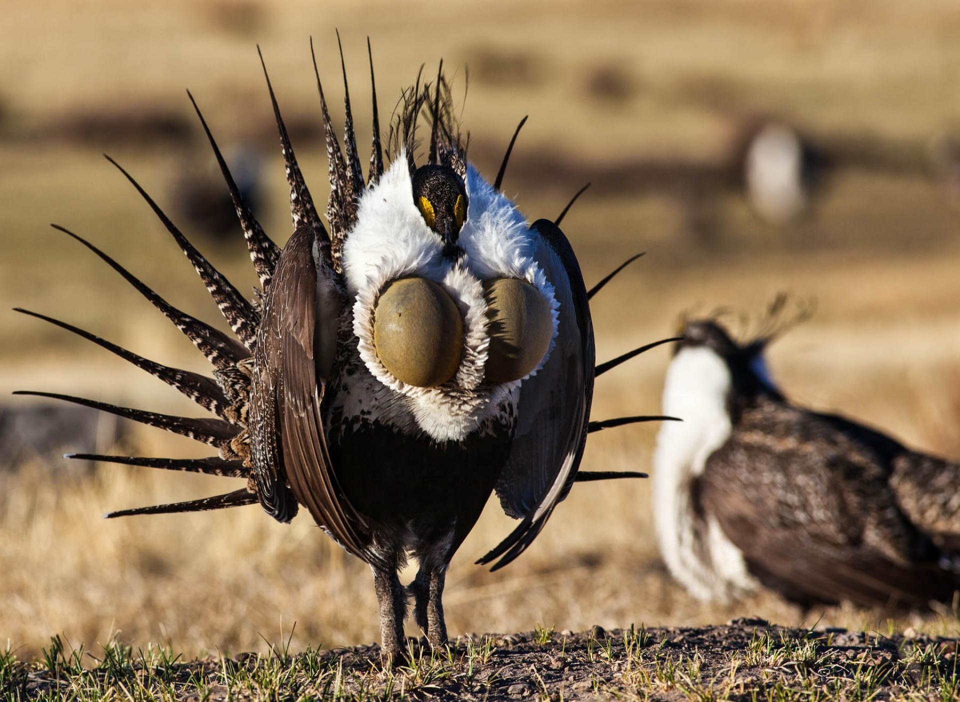 Greater sage-grouse in Wyoming.