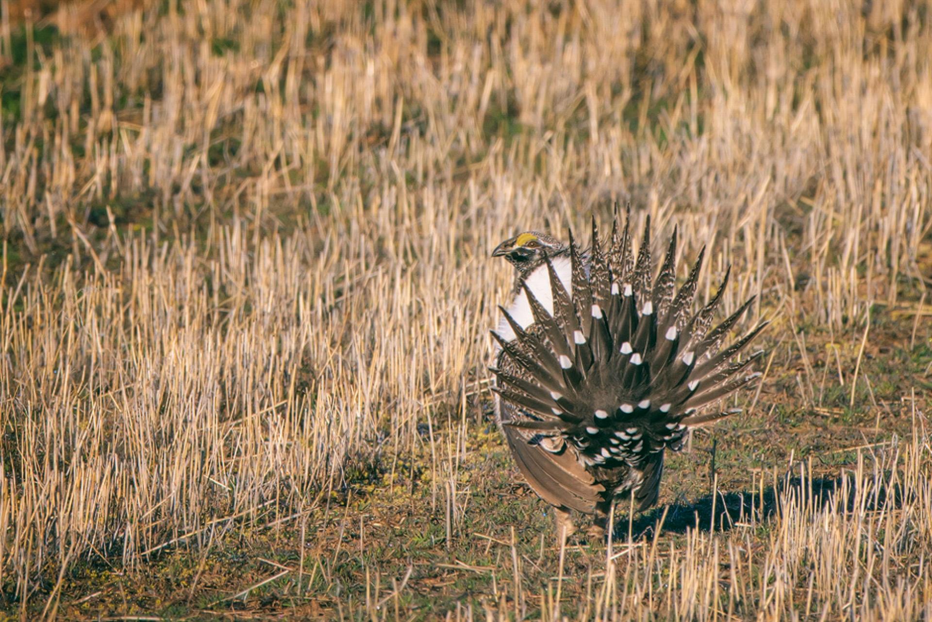 Sage grouse out West