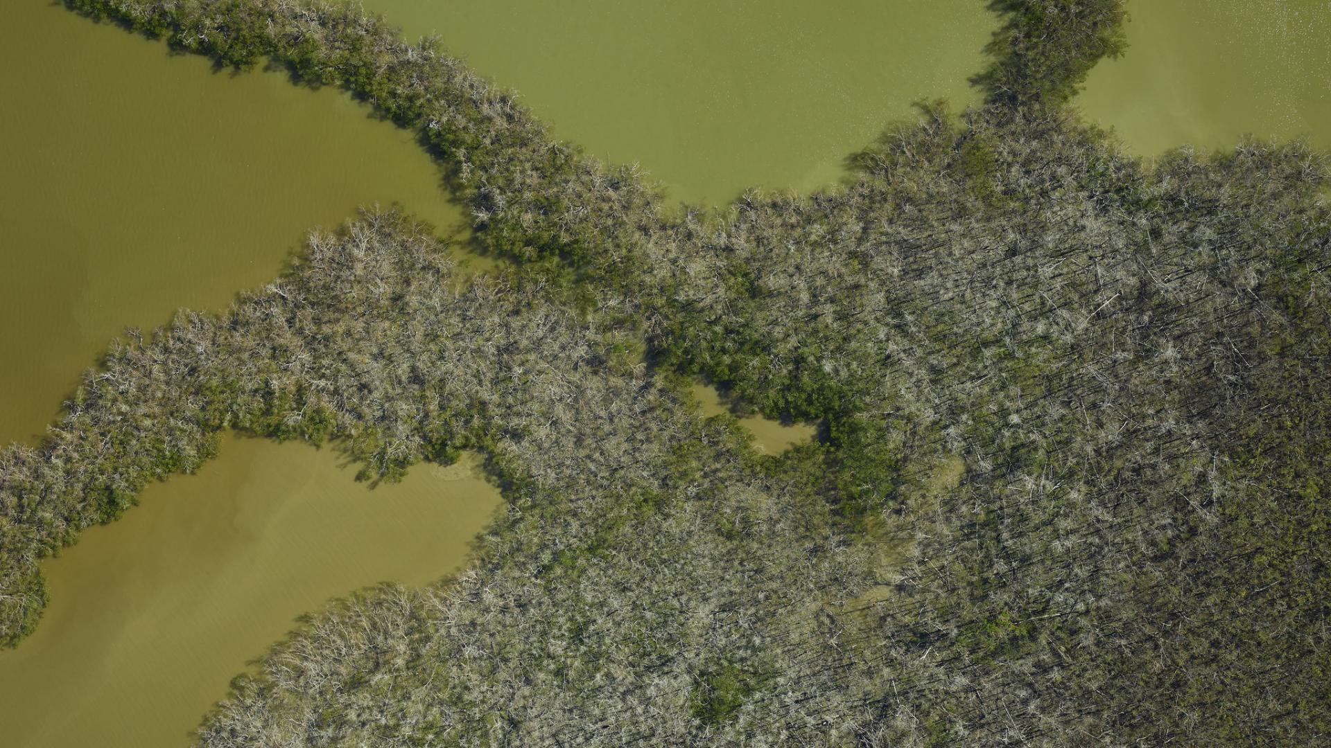 Aerial view of damaged mangrove ecosystem in the Ten Thousand Islands in Everglades National Park, Florida