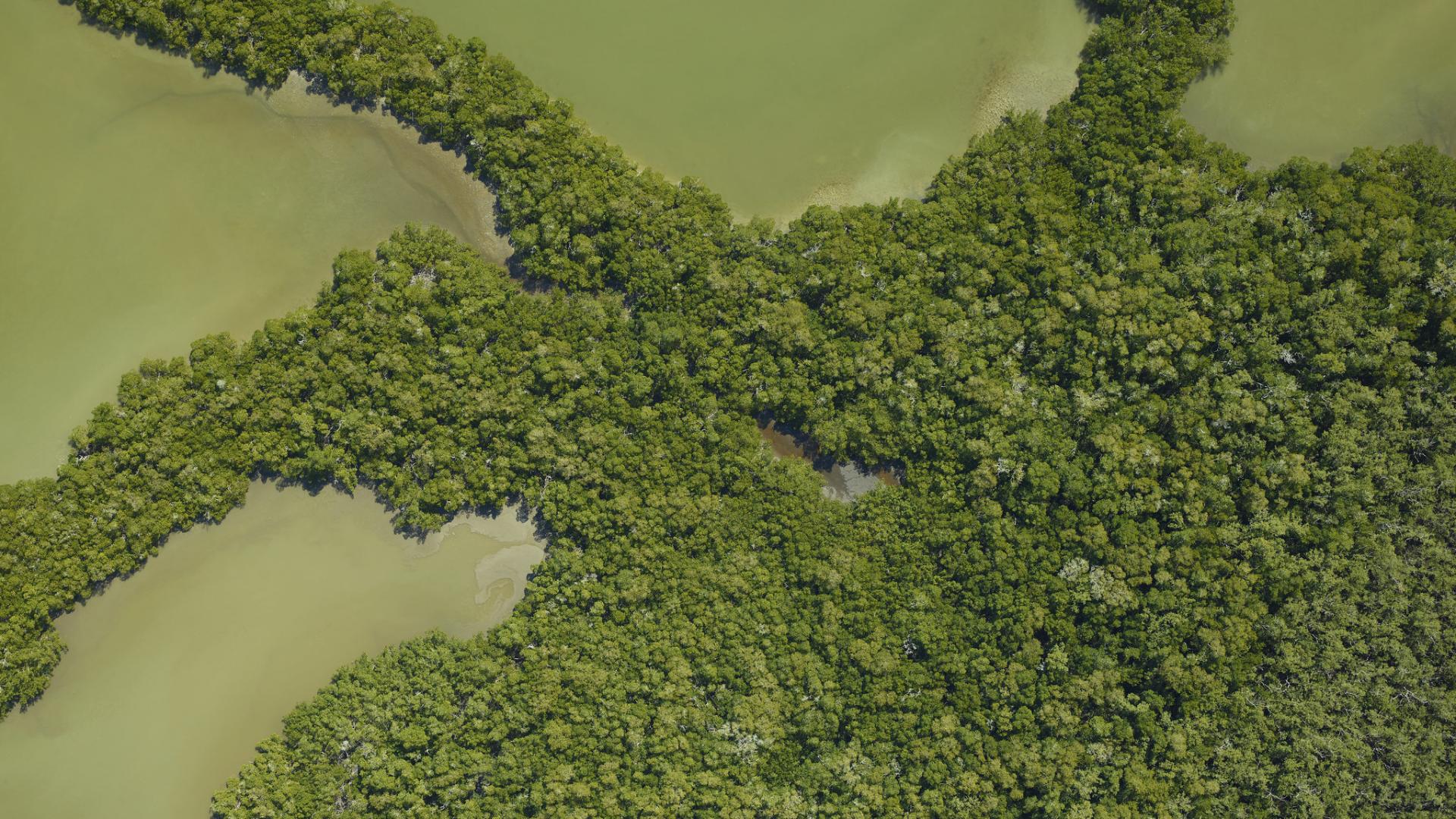 Aerial view of mangrove ecosystem in the Ten Thousand Islands in Everglades National Park, Florida