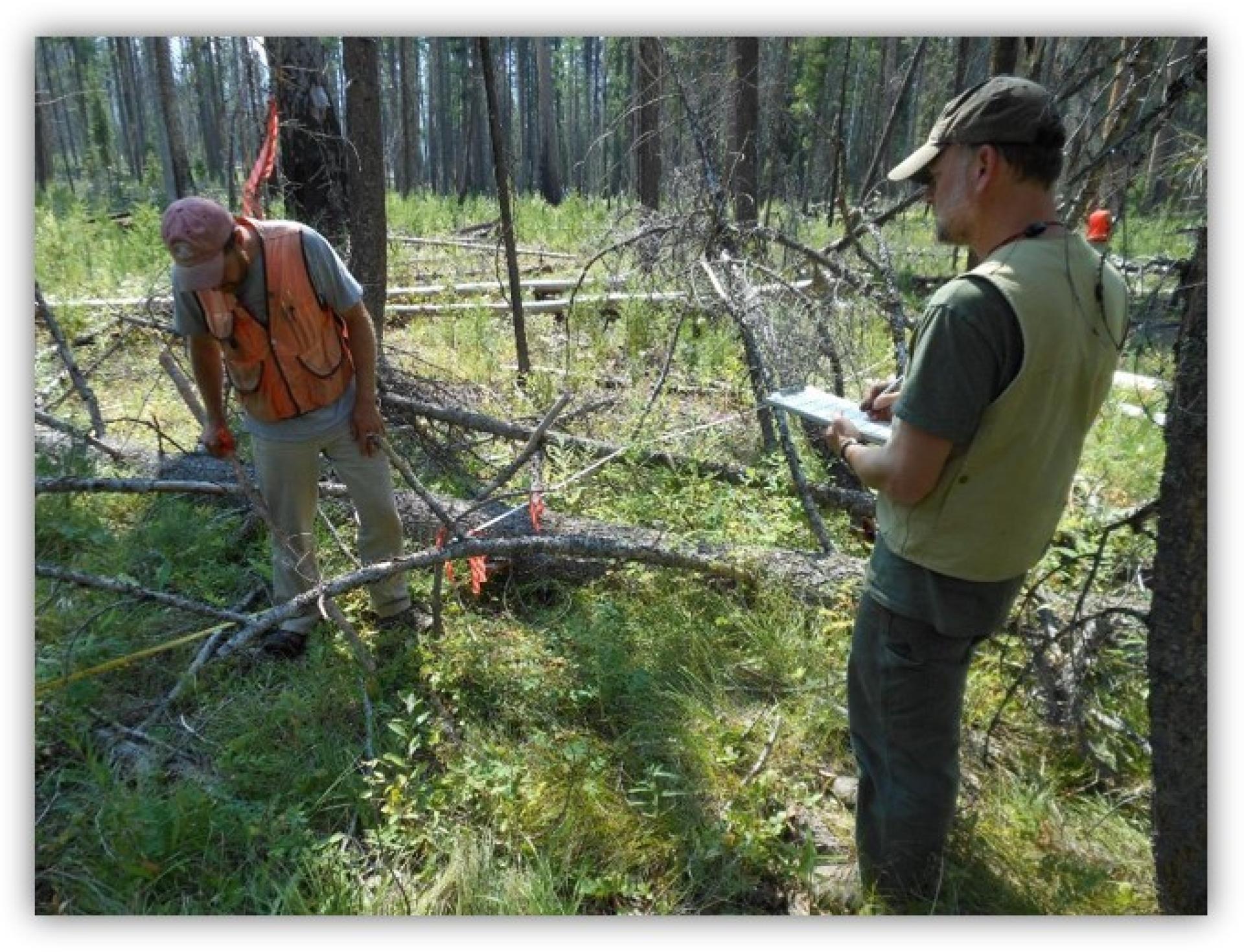 peopole collecting science sample in a forest